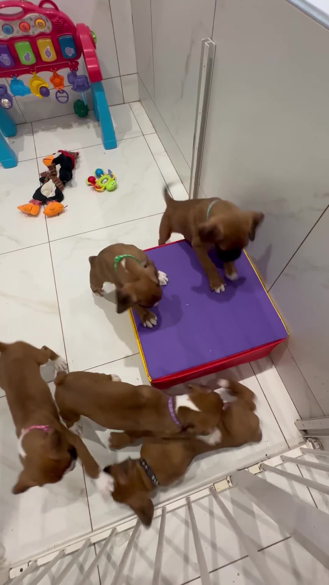 Boxer dogs for sale: 🐶 Stunning Champion Boxer Puppies 🐶 - Video 1