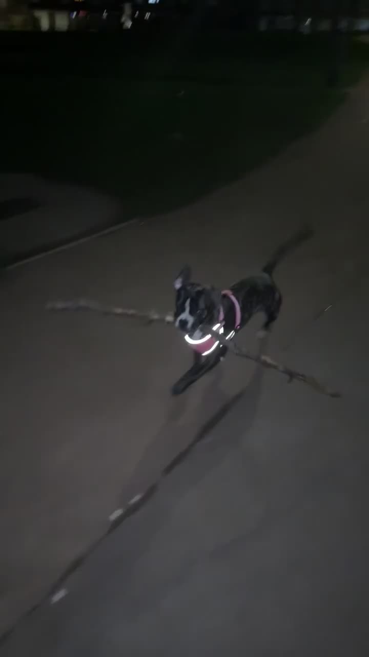 Mixed Breed dogs for sale: 7 month old Callie  - Video 1