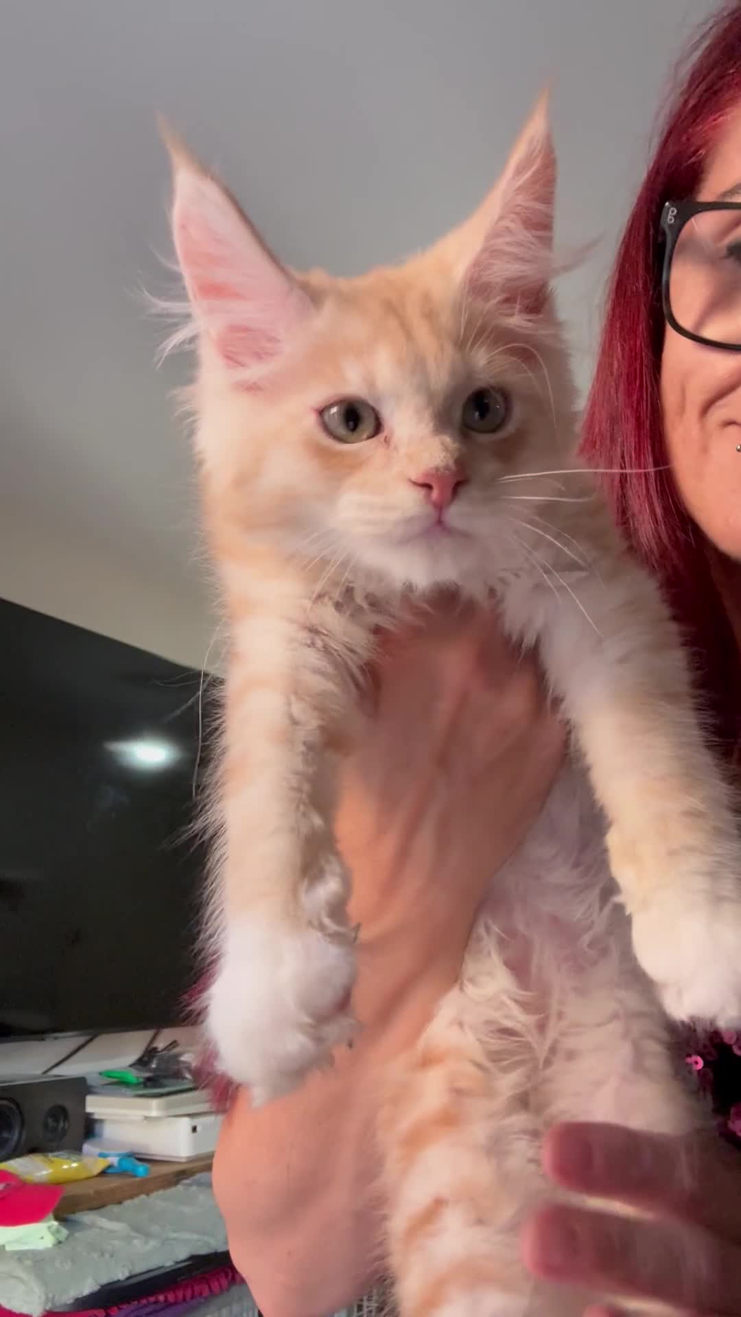 Maine Coon cats for sale: TICA Reg Maine Coon Kitten only one Red boy left  - Video 1