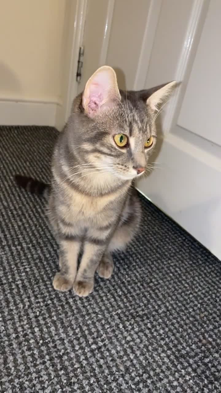 Domestic Shorthair cats for sale: Beautiful grey tabby  in Wakefield - Video 1