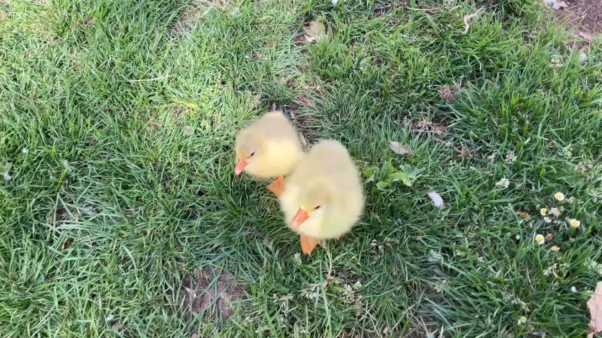 Geese poultry for sale: 2 x Emden Goslings For Sale - Video 1