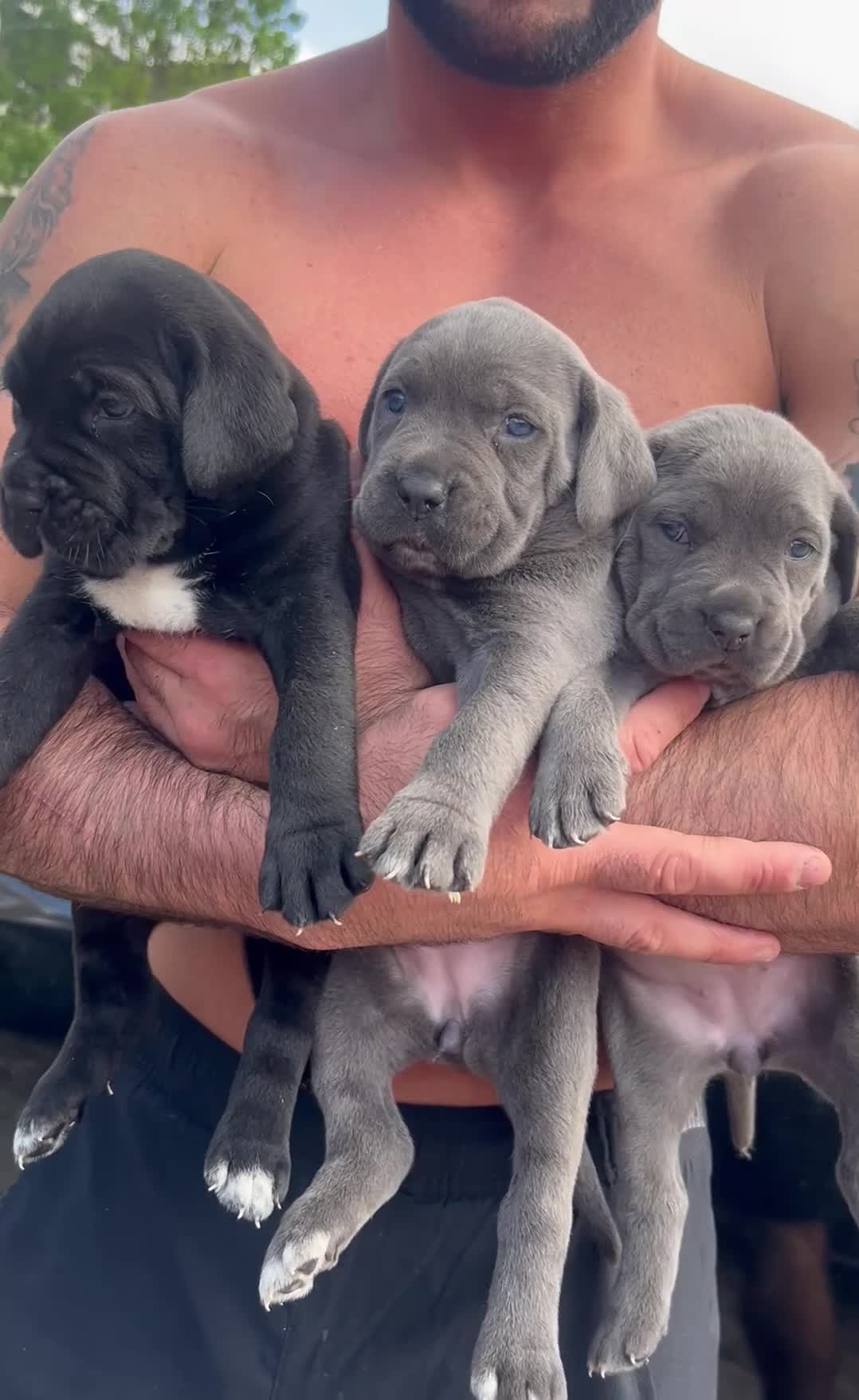 Cane Corso dogs for sale: Cane corso puppies top import bloodLines - Video 2