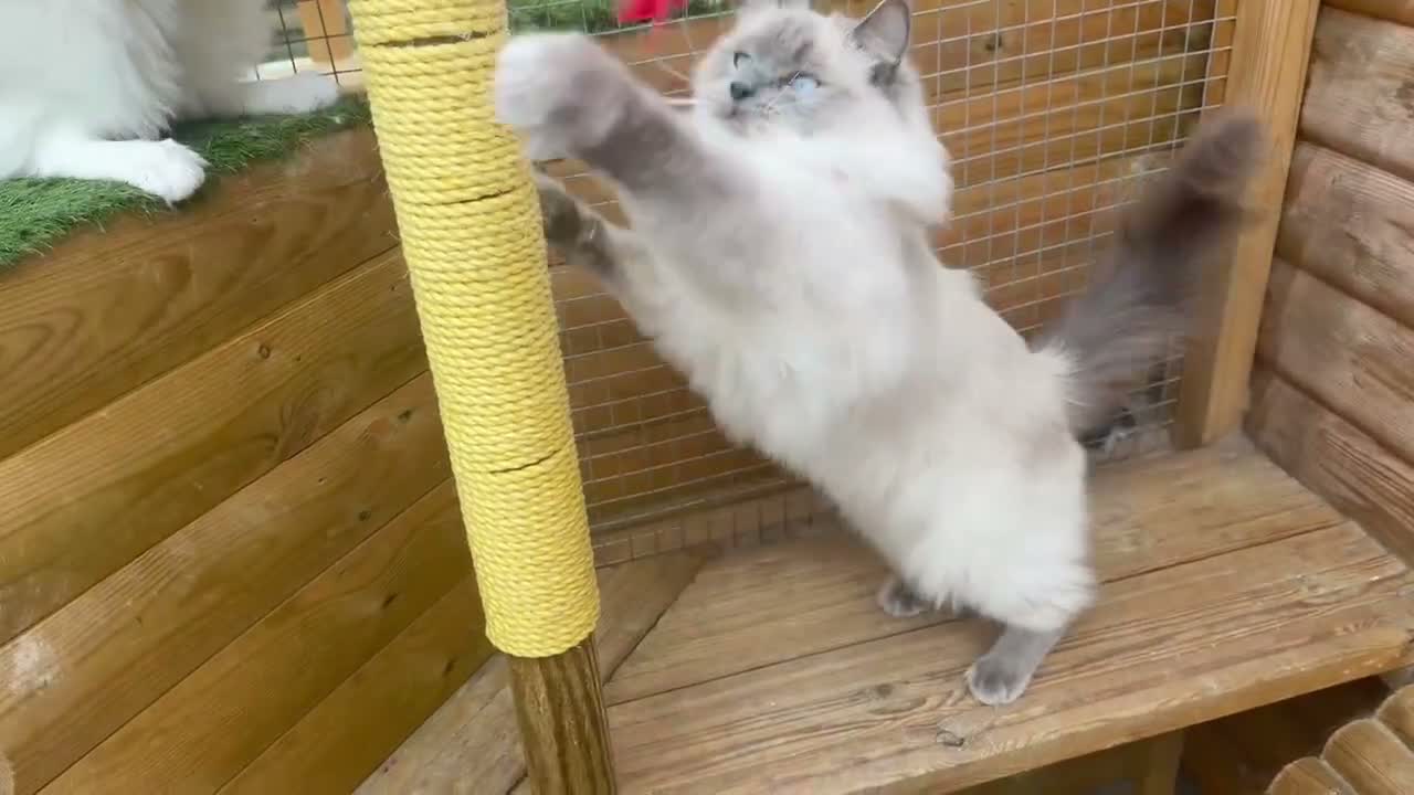 Ragdoll cats for sale: 🌸Active Female Ragdolls GCCF/TICA🌸 - Video 1