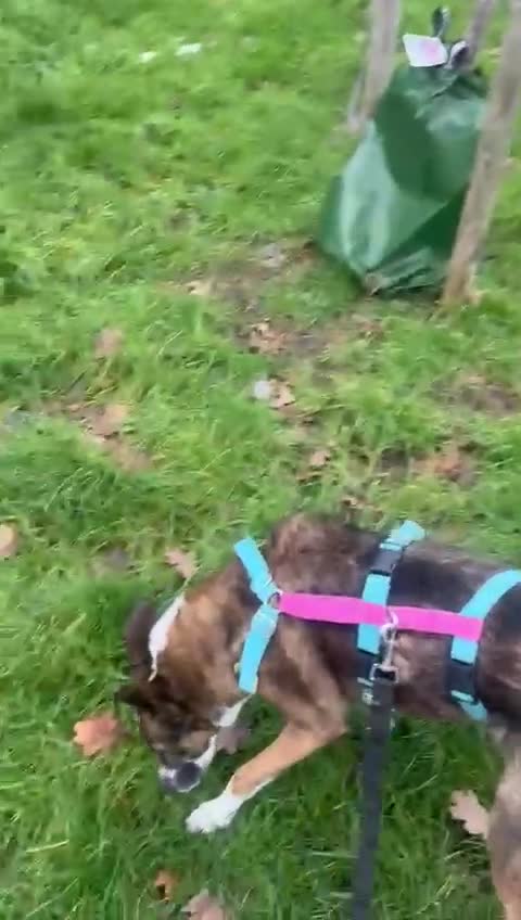 Mixed Breed dogs for adoption: Cisco - low energy cuddle bug!  in London - Video 1