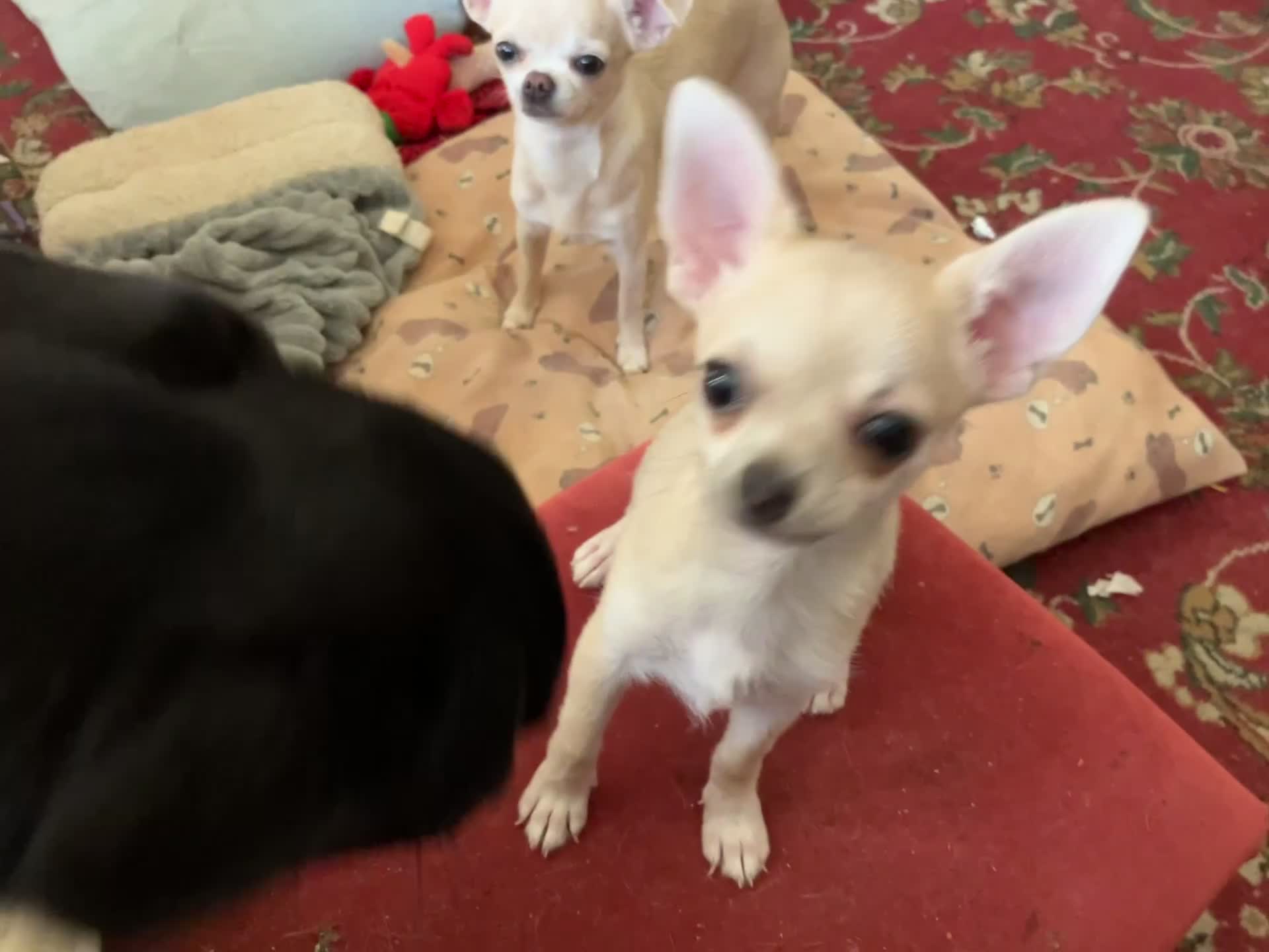 Chihuahua dogs for sale: Chihuahua for sale - Video 1
