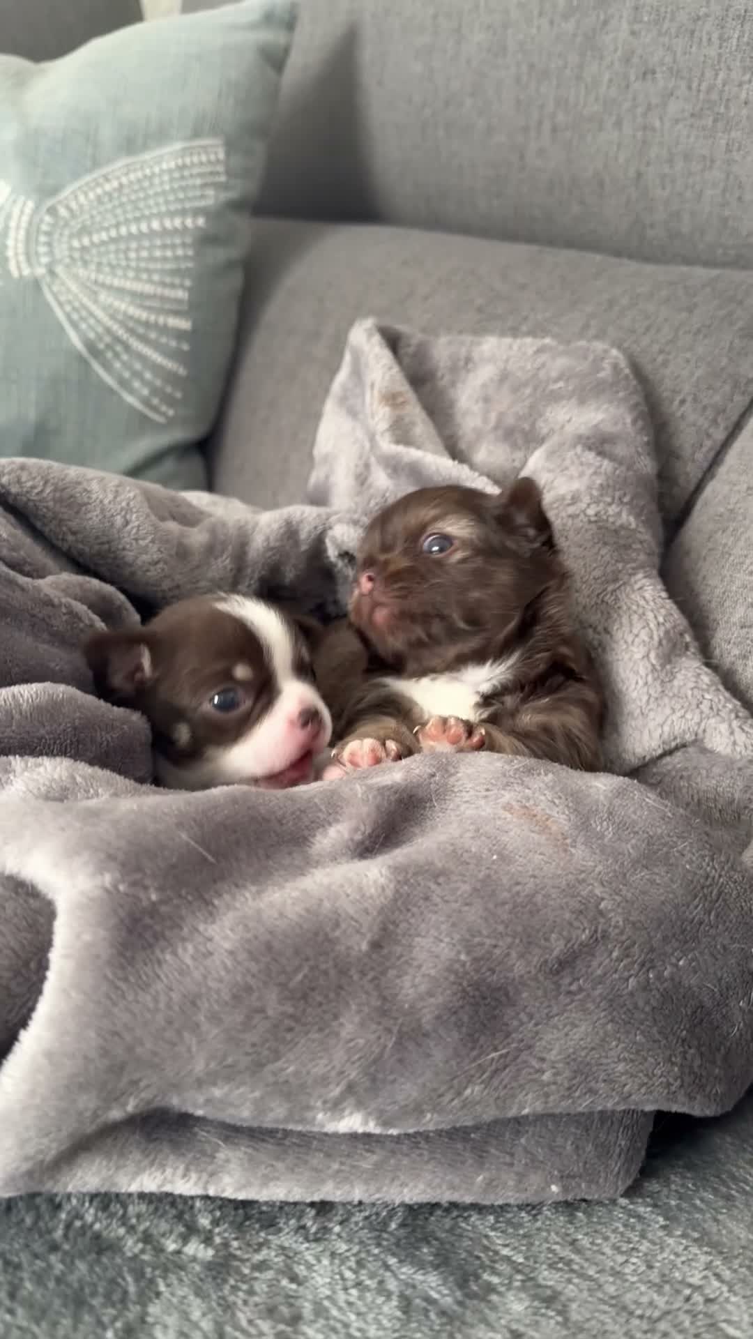 Chihuahua dogs for sale: 🔥  **  Chihuahua puppy's 🔥 in Warrington - Video 1