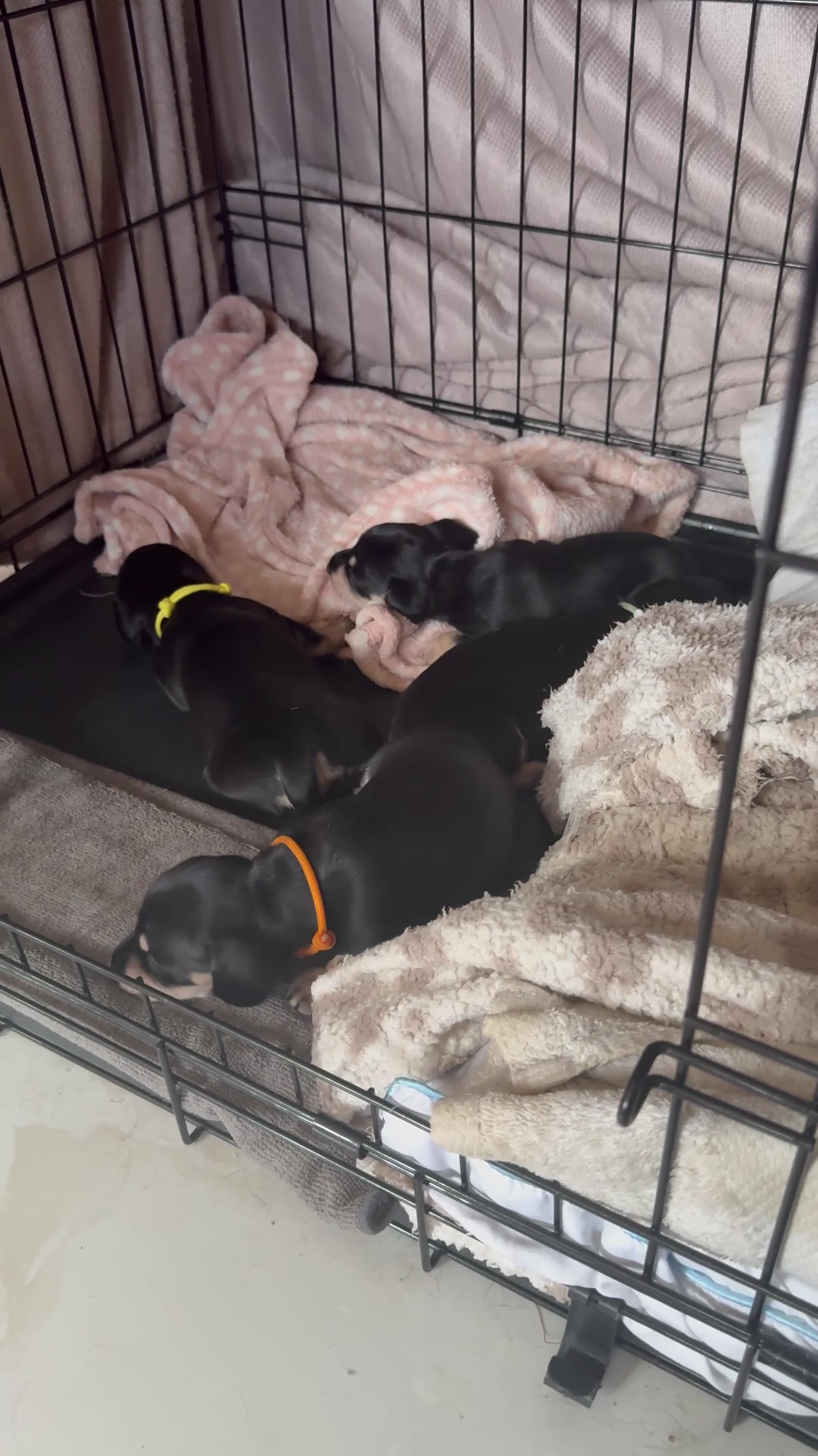 Miniature Dachshund dogs for sale: KC Registered Mini Dachshund Puppies – Available - Video 1