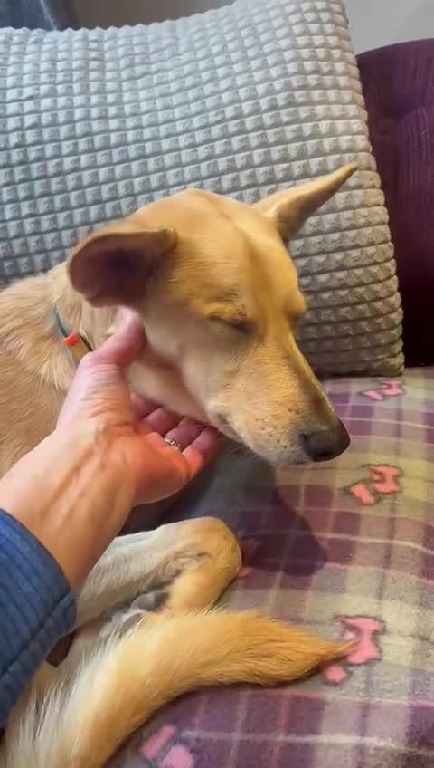 Mixed Breed dogs for sale: Wonderful Susie looking for her family  in Sunbury-on-Thames - Video 2