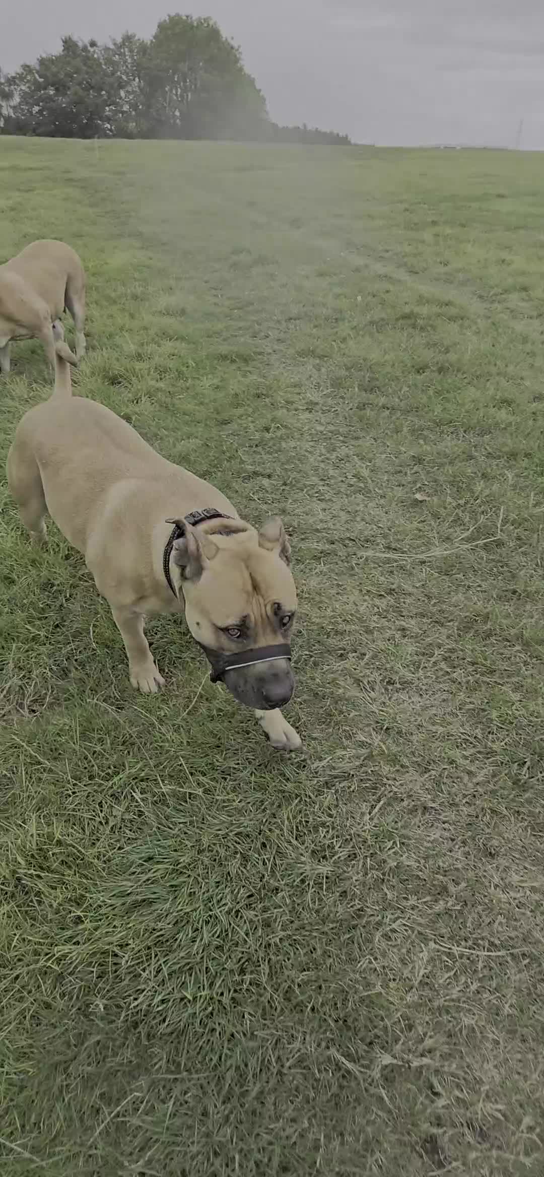 Boerboel dogs for sale: Female for rehoming  - Video 1