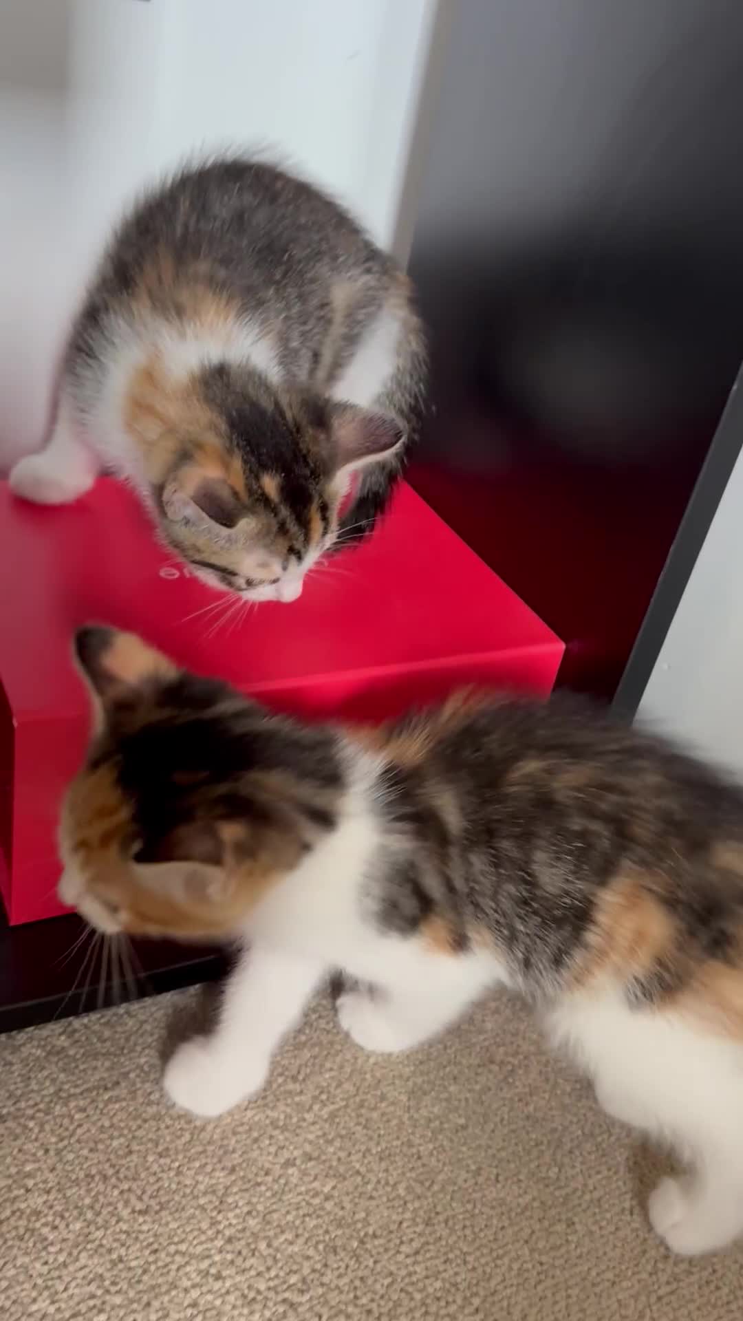 European cats for sale: Kittens - Video 1