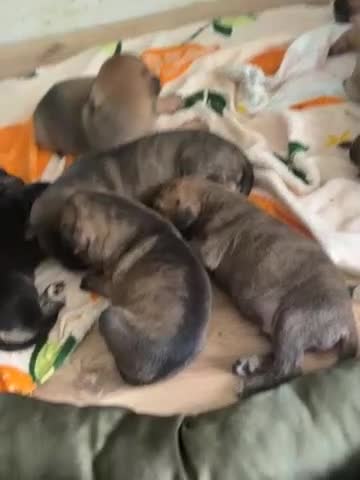 Mixed Breed dogs for sale: Puppies for Sale  - Video 2