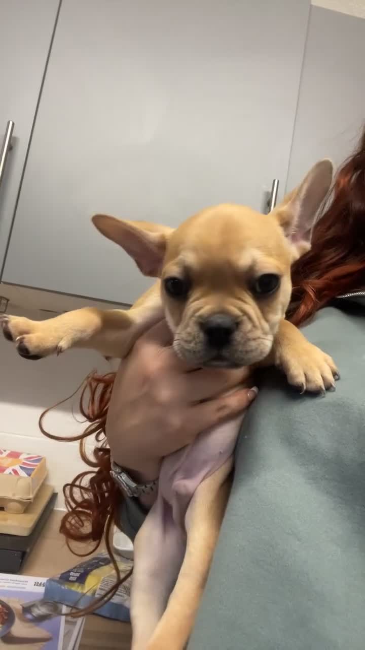 French Bulldog dogs for sale: Frenchie pups - Video 1