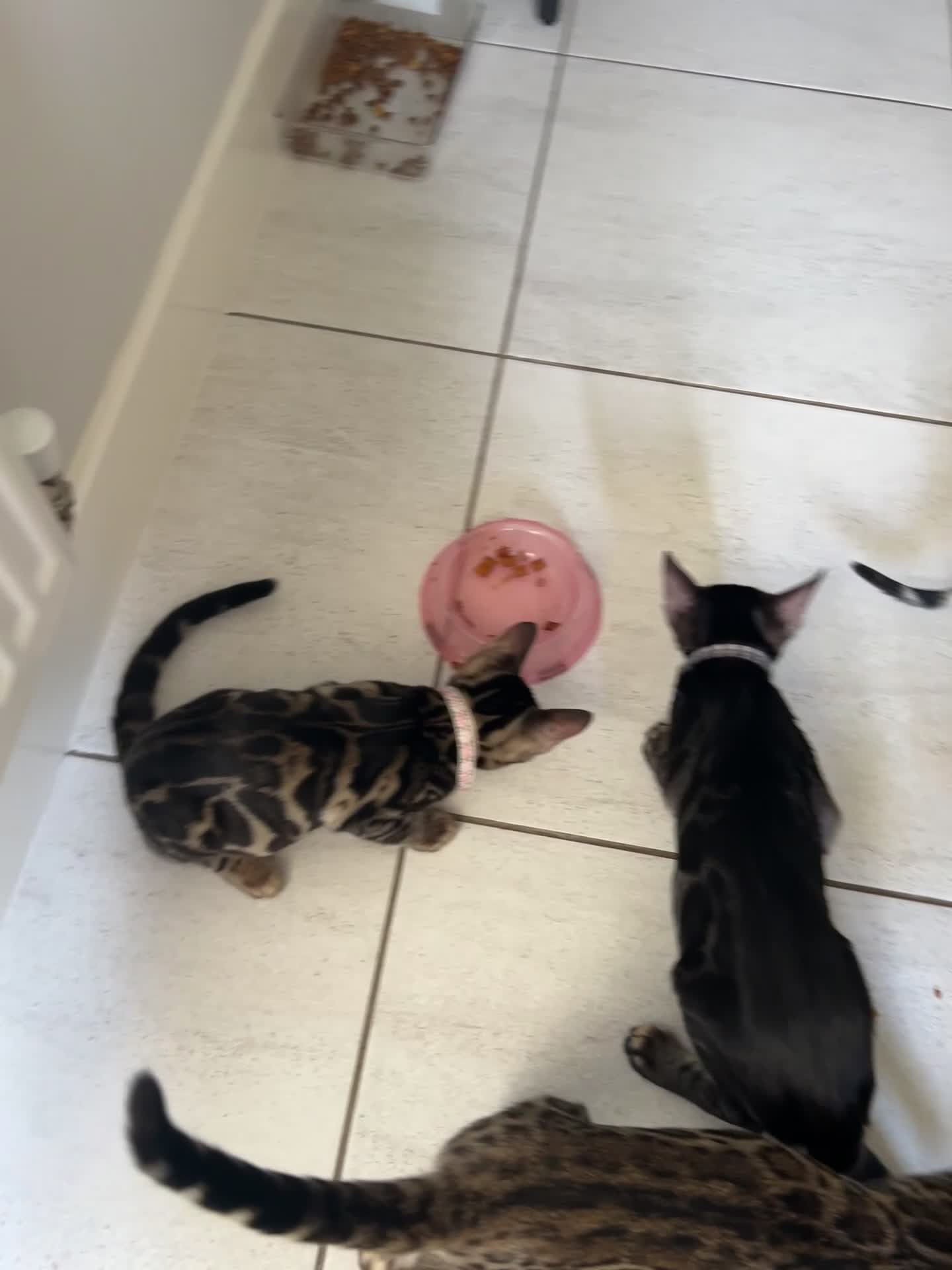 Bengal cats for sale: Beautiful Bengal Kittens, Ready now  - Video 1