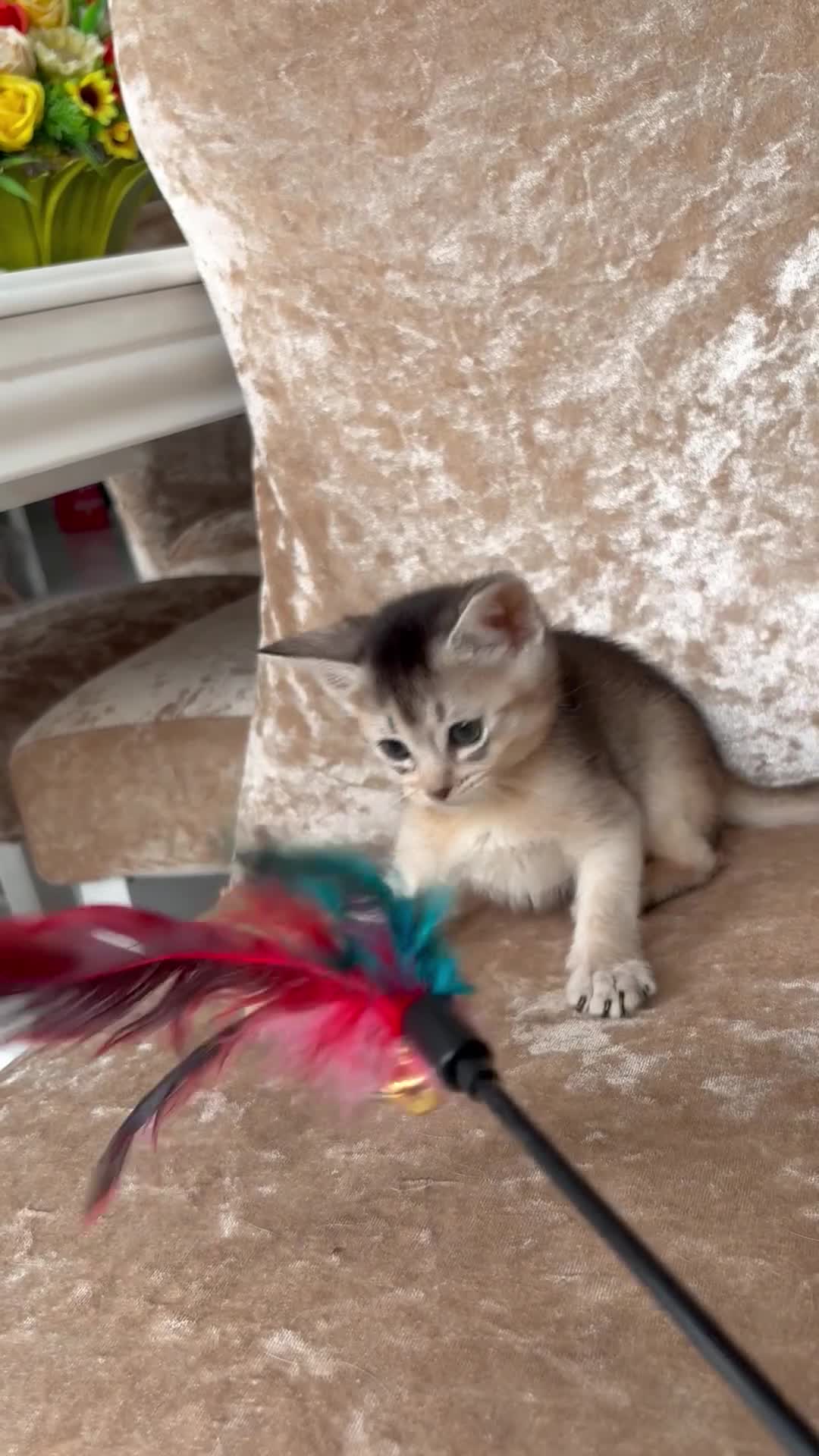 Abyssinian cats for sale: Beautiful abyssinian kittens - Video 1