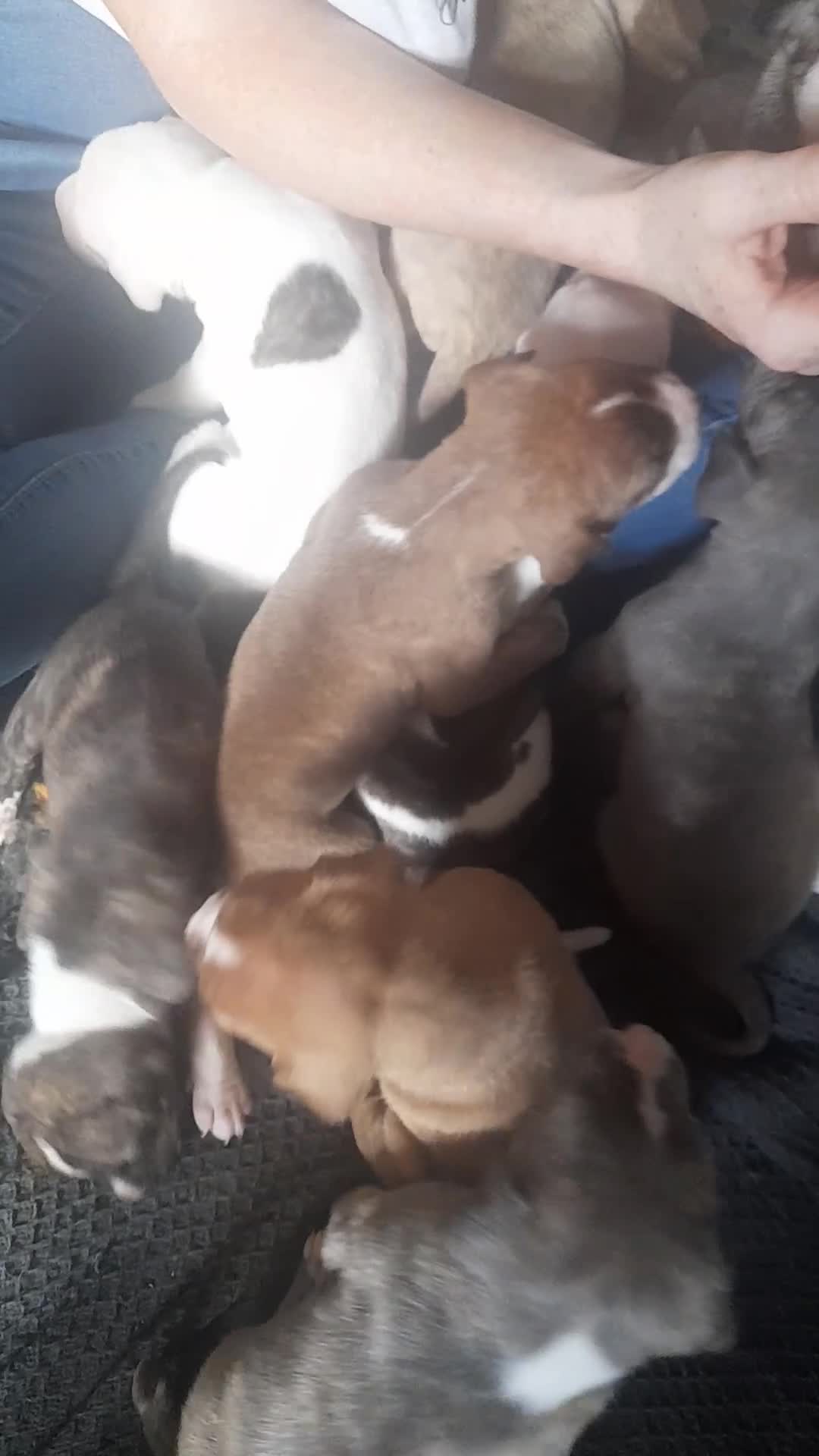 Mixed Breed dogs for sale: 11 not 2, mesaage to book a viewing 5 boys 6 girls - Video 1