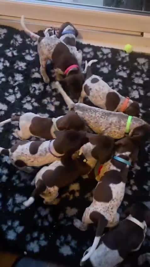 German Shorthaired Pointer dogs for sale: KC Registered German Shorthaired Pointer Puppies - Video 3