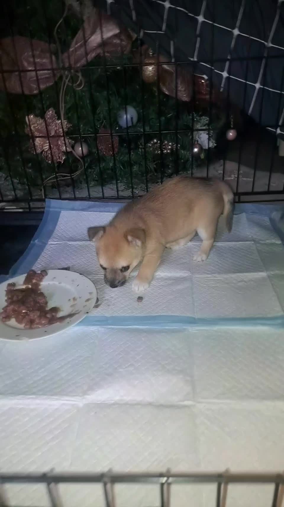 Pomchi dogs for sale: beautiful 5week old pomchi girl puppy  - Video 4