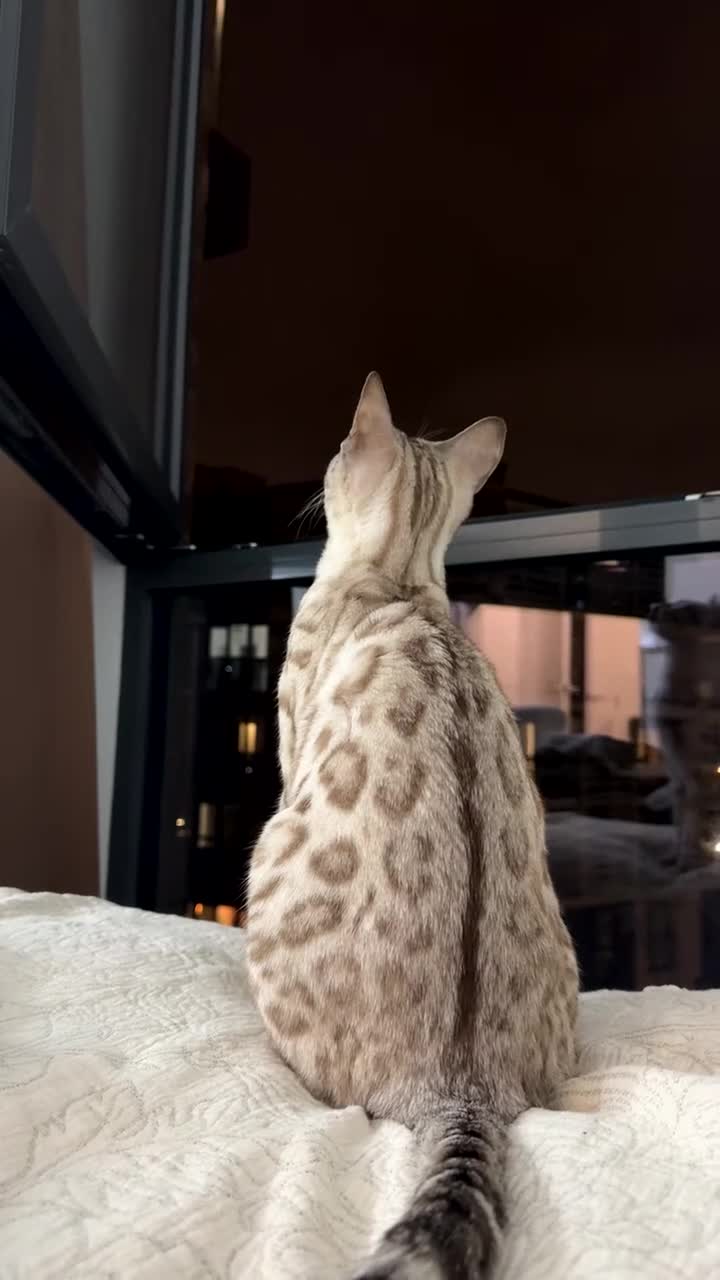 Bengal cats for sale: Pure snow Bengal beautiful markings  - Video 1