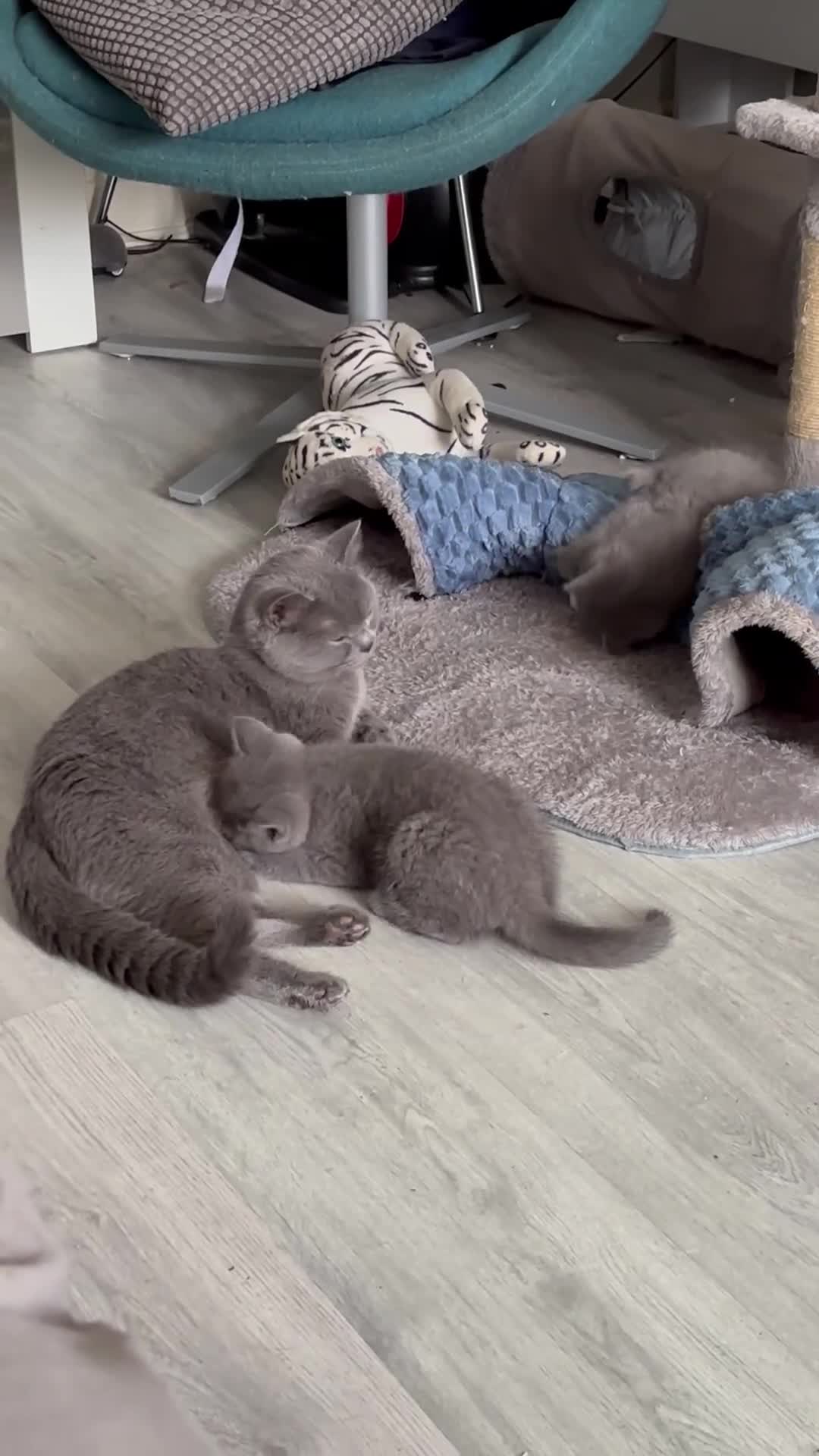 British Shorthair cats for sale: Active champion bloodline BSH kittens GCCF reg in Manchester - Video 4