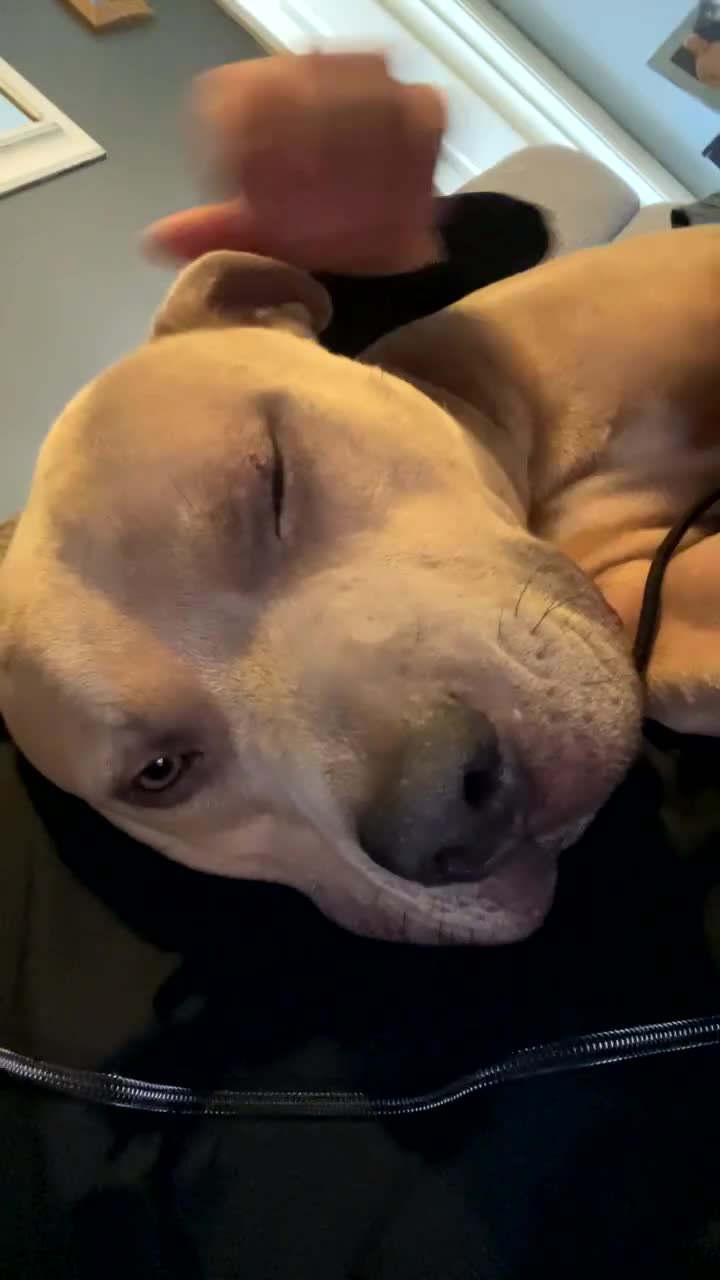 Staffordshire Bull Terrier dogs for sale: Male Staffordshire bull terrier  - Video 2