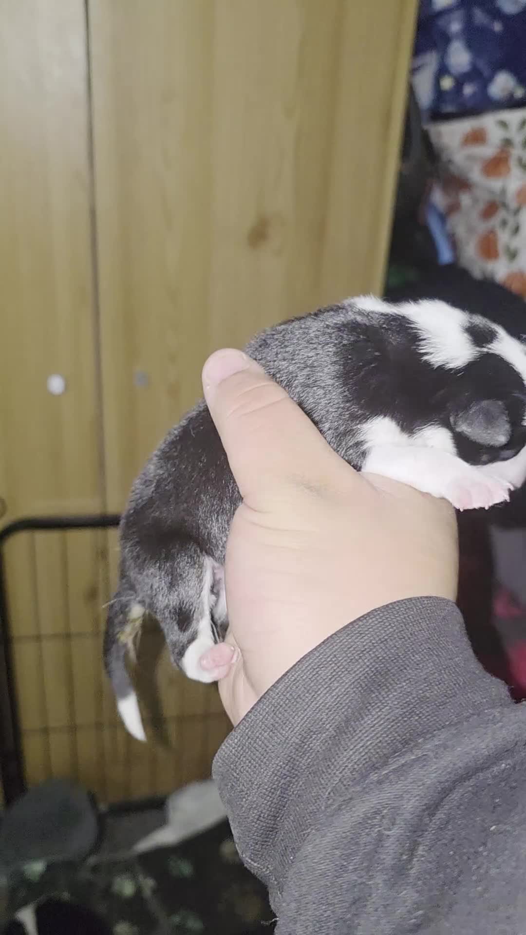 Mixed Breed dogs for sale: Welsh Collie Pups  - Video 5