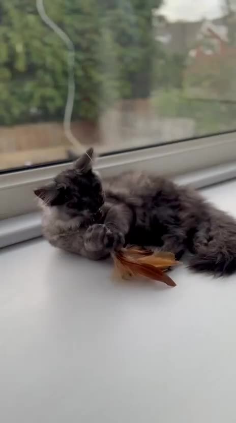 Maine Coon cats for sale: Stunning Maine Coon Kitten 🖤 ACTIVE - Video 2
