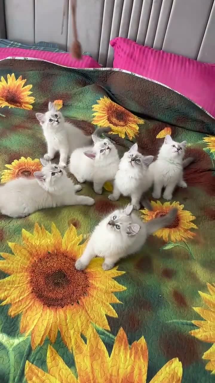Siberian cats for sale: ❤️6 Beautiful Neva Masquerade x Ragdoll Kittens ❤️ - Video 5
