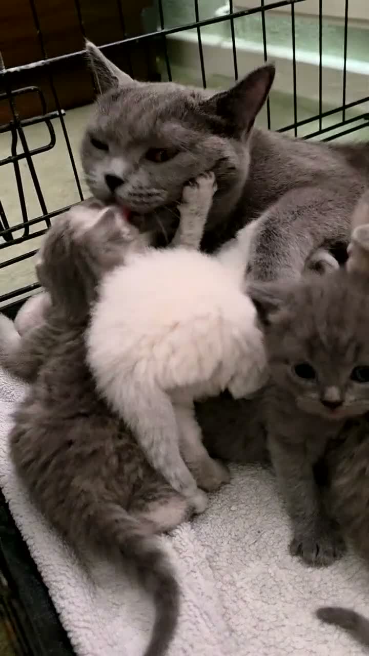 Scottish Fold cats for sale:  BRITISH & SCOTTISH SHORTHAIR KITTENS 🐾 - Video 3