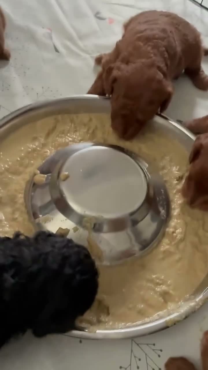 Cockapoo dogs for sale: Cockapoo toy puppies, amazing litter of 7 - Video 2