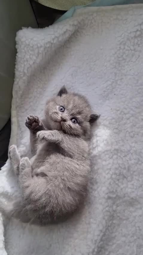 British Shorthair cats for sale: Beautiful British Short hair Blue kittens for sale - Video 1