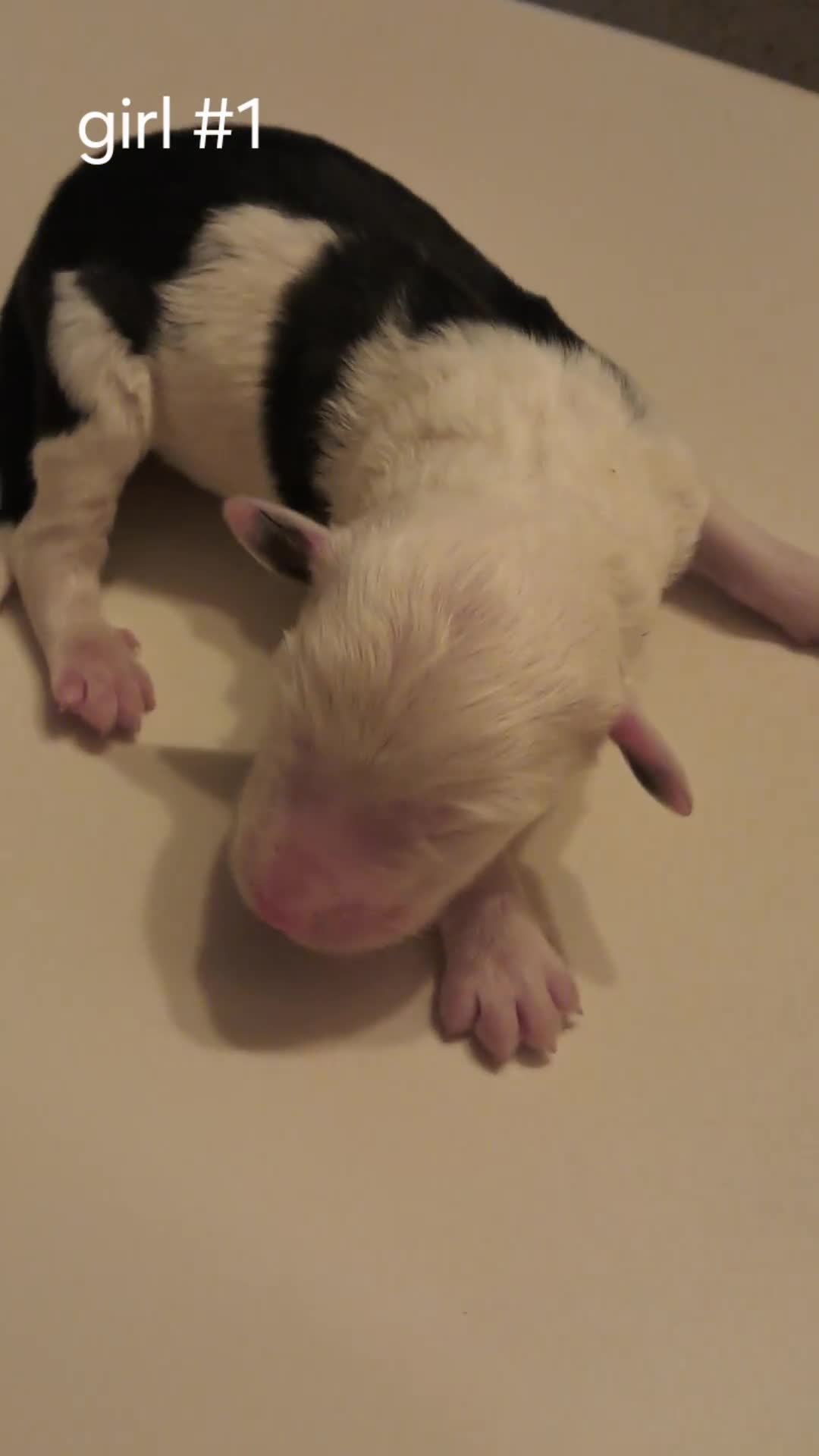 Sheepadoodle dogs for sale: Sheepadoodle puppies F1 - Video 3