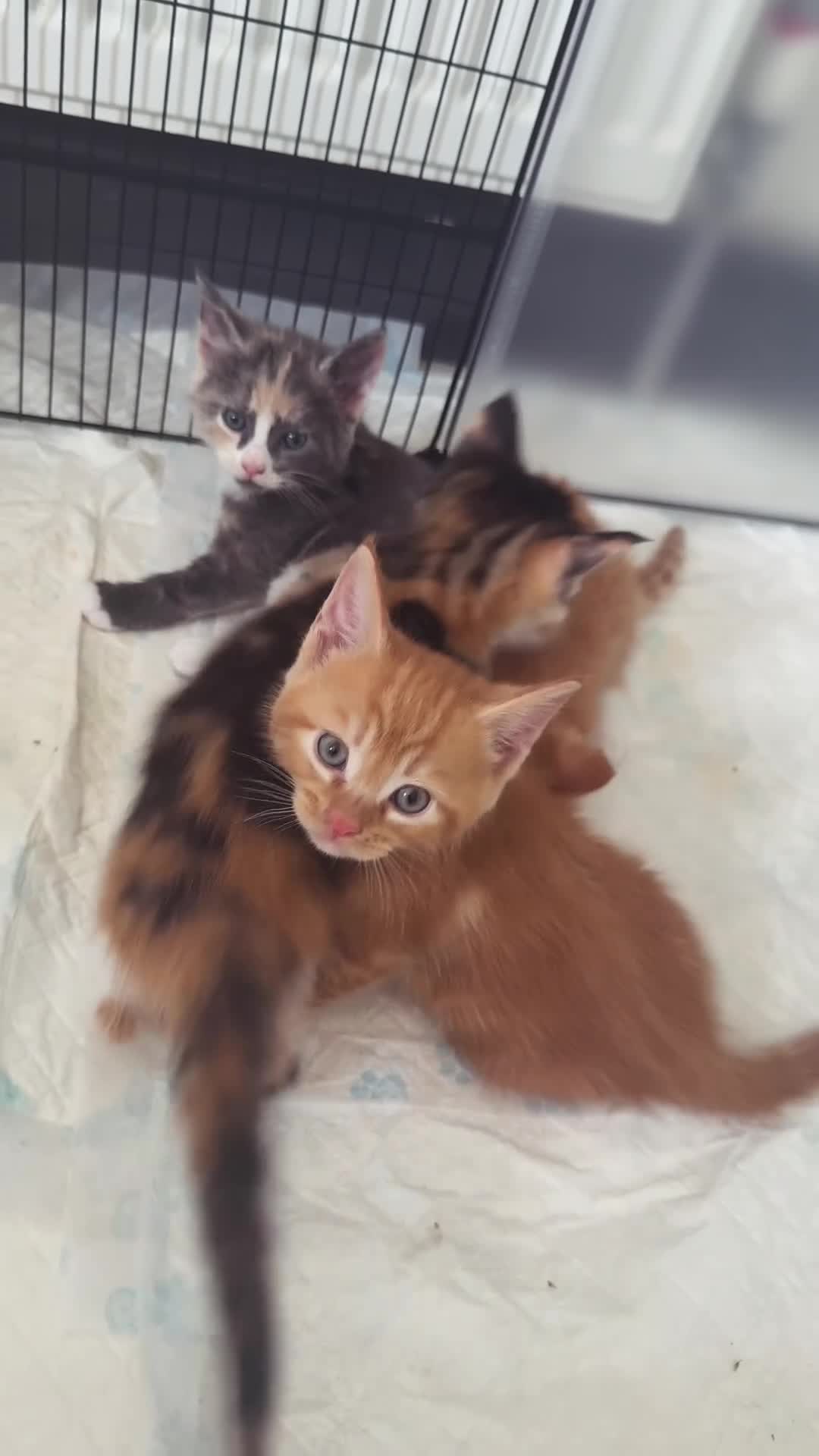 Maine Coon cats for sale: TORTOISESHELL MAINE COON X KITTENS - Video 1