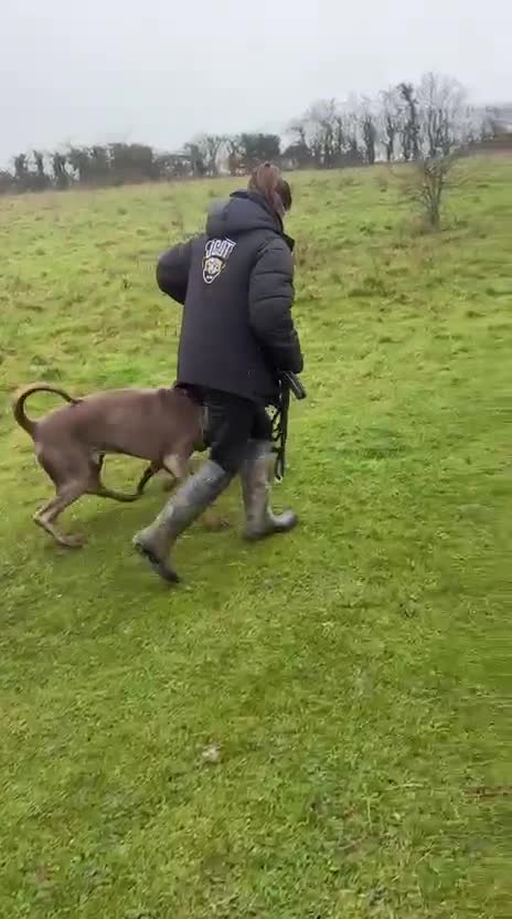 Dobermann dogs for sale: Playful and loving Doberman Ready for Adoption - Video 4