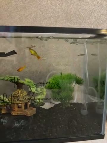 Tetras fish for sale: Fish Tetra in Preston - Video 1