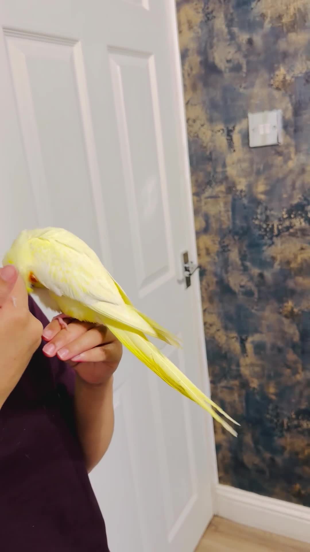 Cockatiels birds for sale: Hand-Reared Cockatiel with Full Setup – CR0 7UX - Video 4