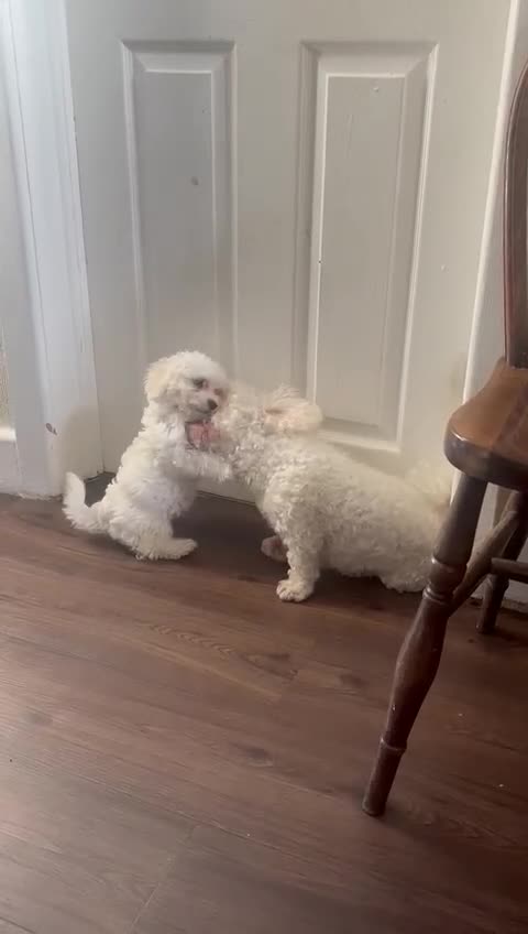 Maltese dogs for sale: Adorable Maltese female puppy - Video 1