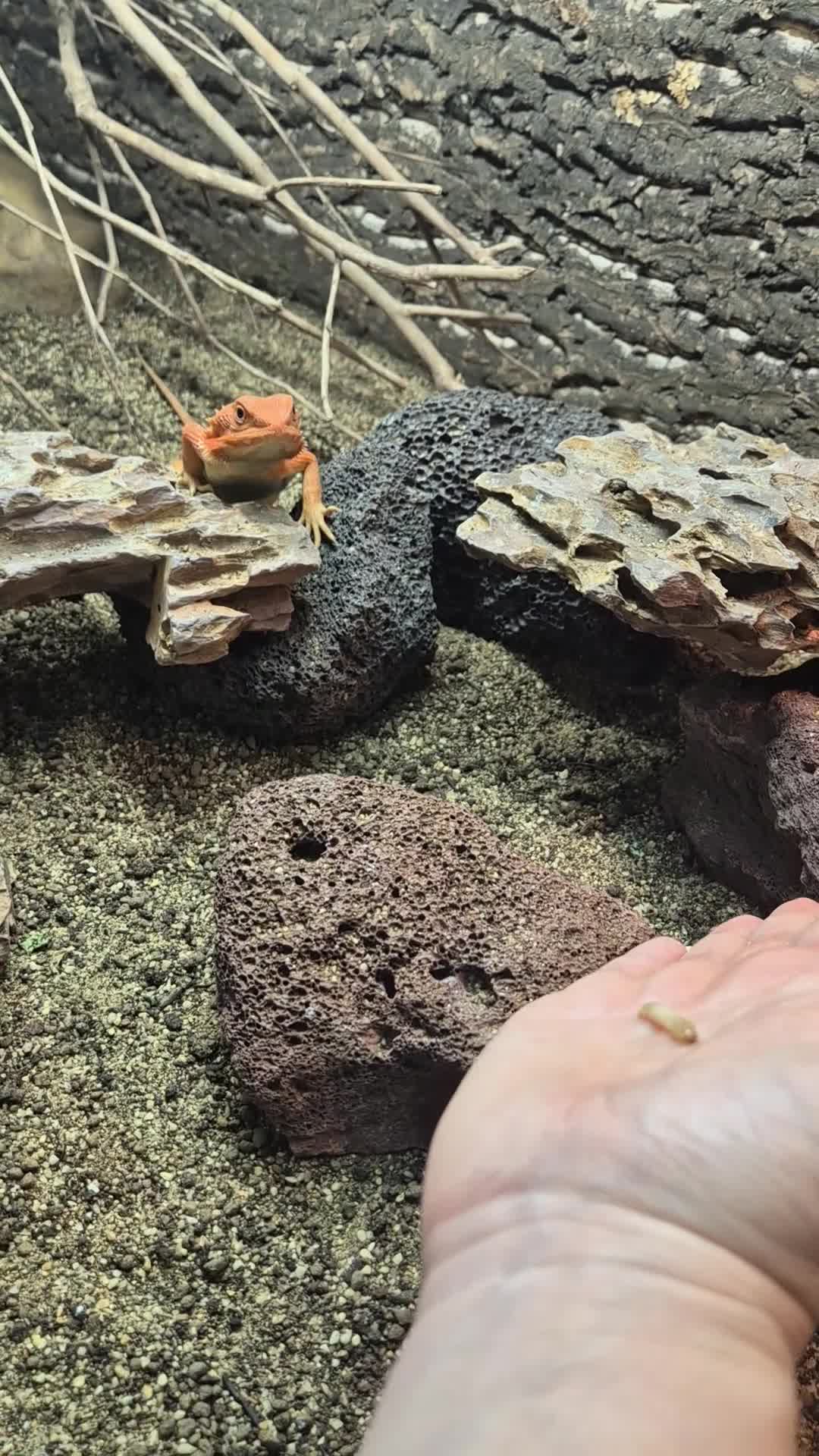 Bearded Dragon reptiles for sale: Bearded Dragon and Set Up in Bishop's Stortford - Video 1