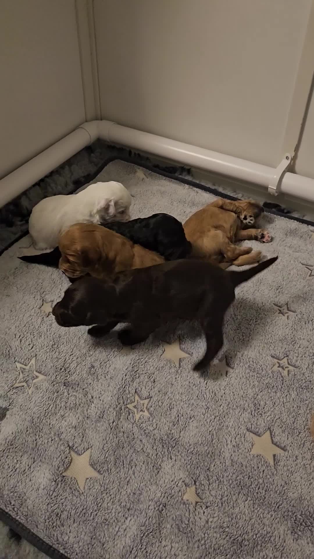 Australian Labradoodle dogs for sale: Australian Labradoodle Hybrid Puppies - Video 2