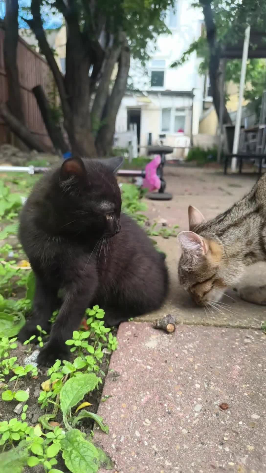 Mixed Breed cats for sale: Beautiful Black Ghost Tabby in London - Video 1