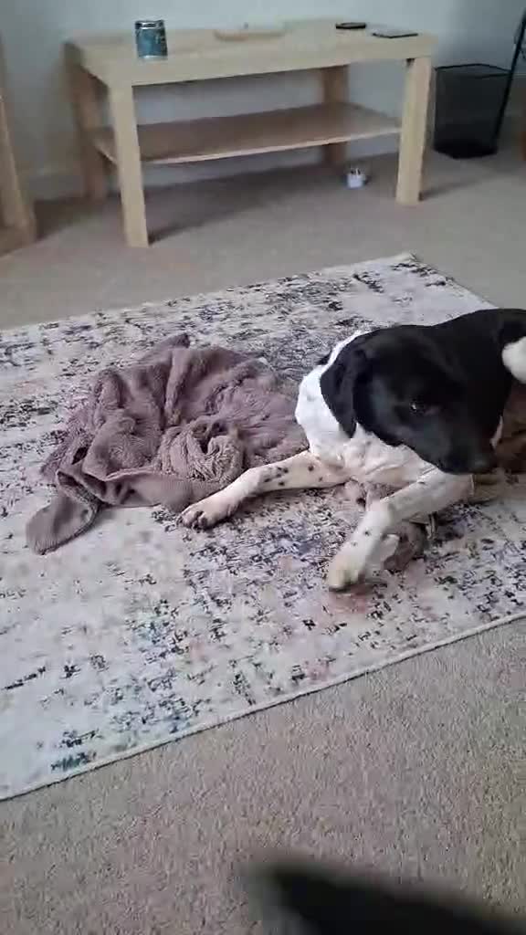 Mixed Breed dogs for adoption:  Stratos ❤️  - Video 1