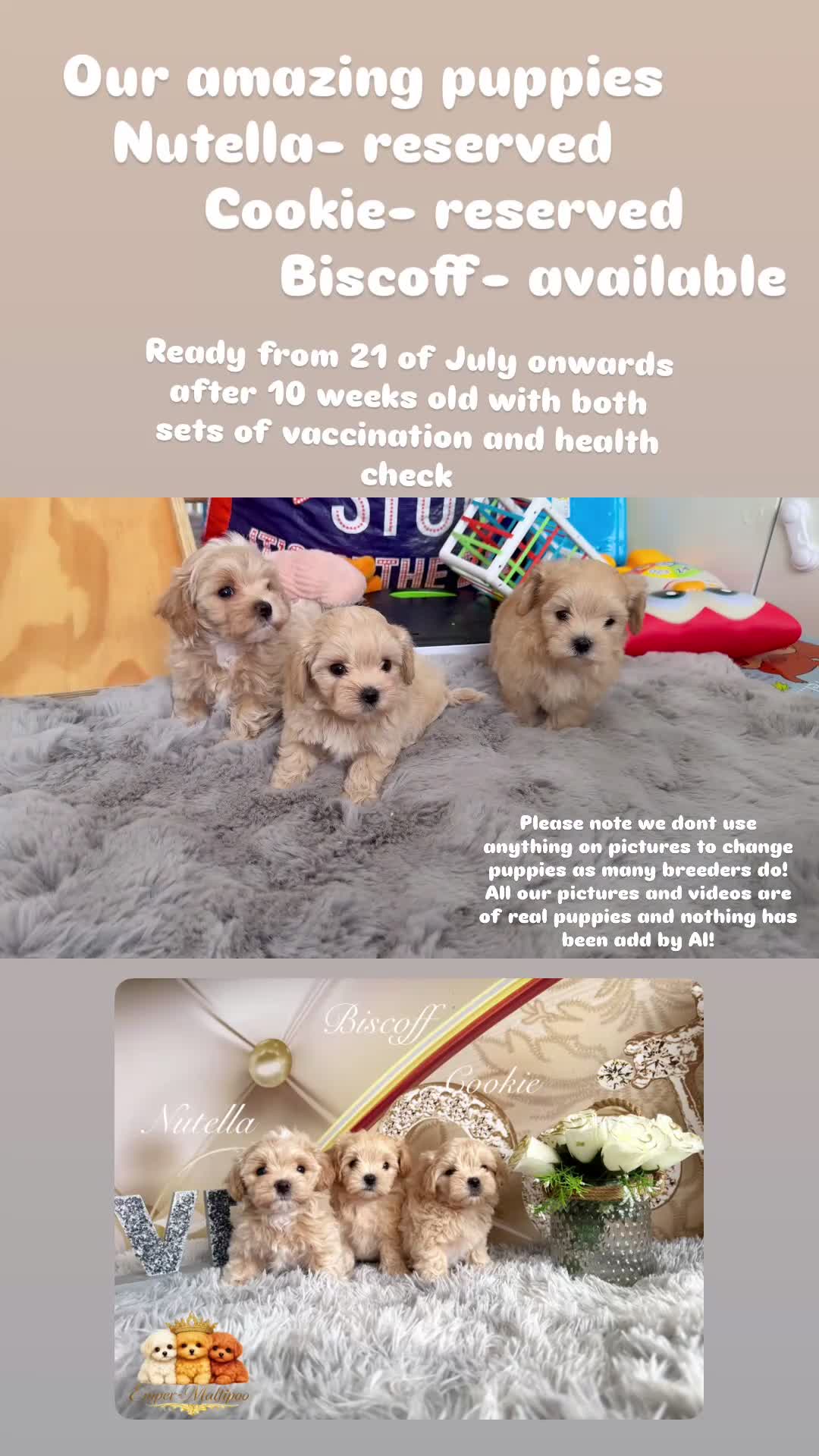 Maltipoo dogs for sale: Tiny Teddy Maltipoo- from Asian teddy dad! - Video 1