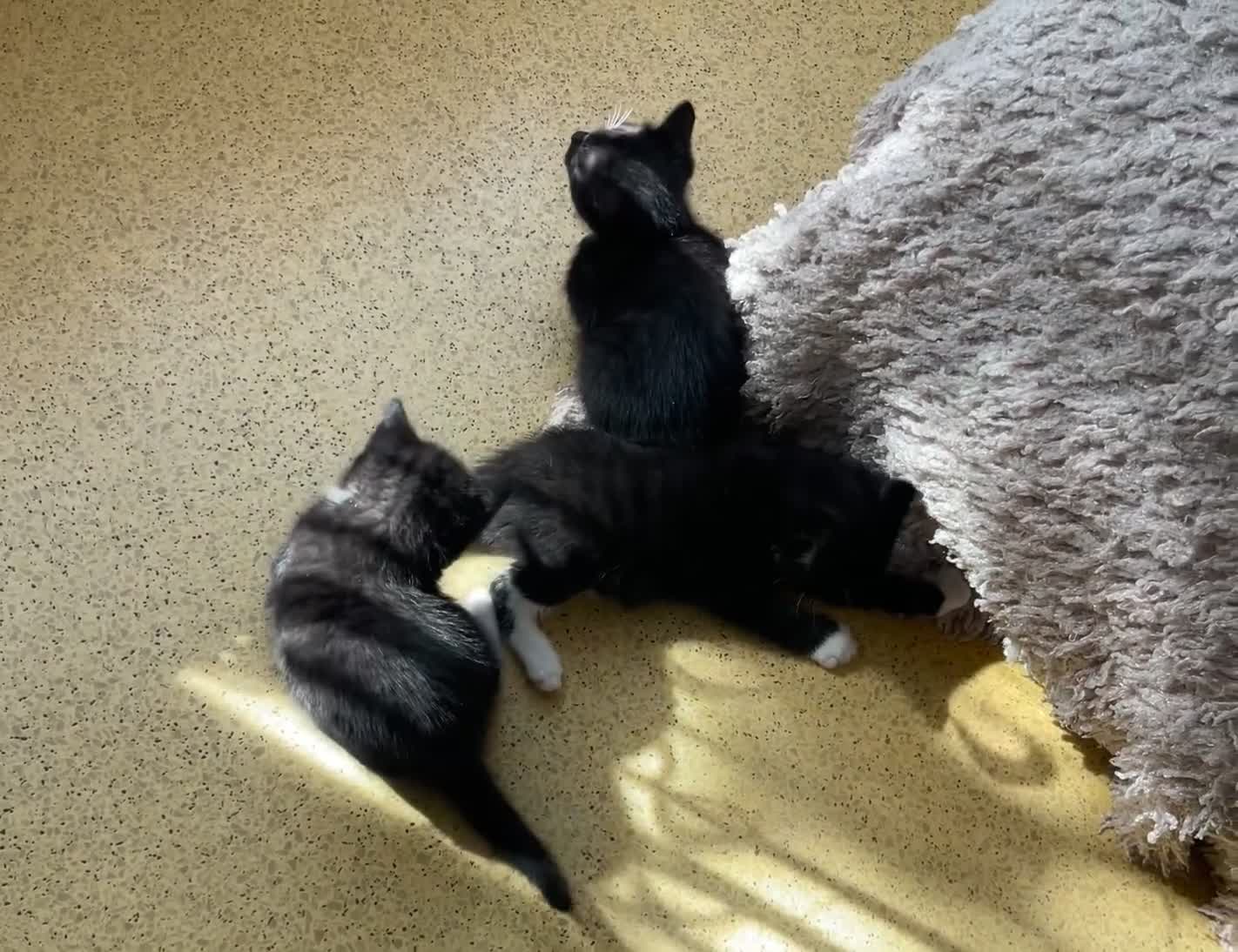 Mixed Breed cats for sale: 2 Tuxedo cats  - Video 1