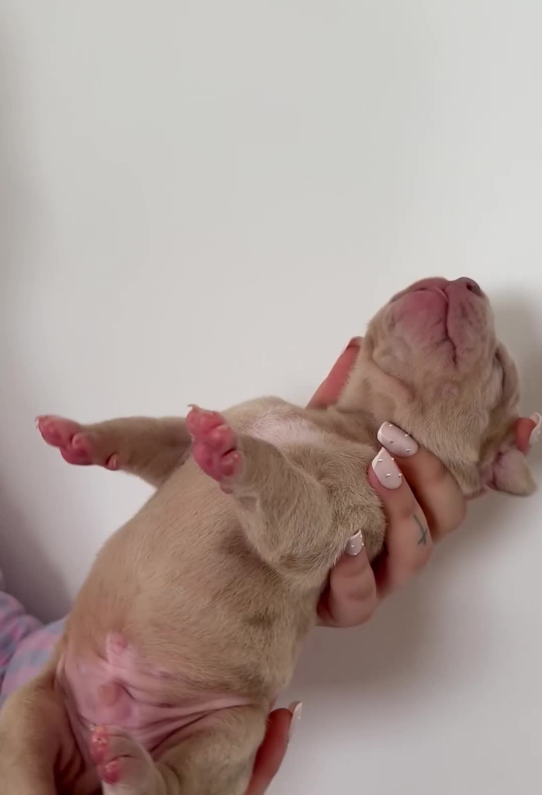 Mixed Breed dogs for sale: Cane cross x staffy x American bulldog - Video 3