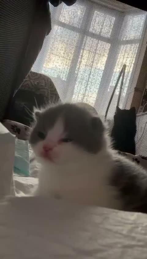 British Shorthair cats for sale: 😻 Beautiful Bsh Kittens  GCCF Registered 😻 - Video 2