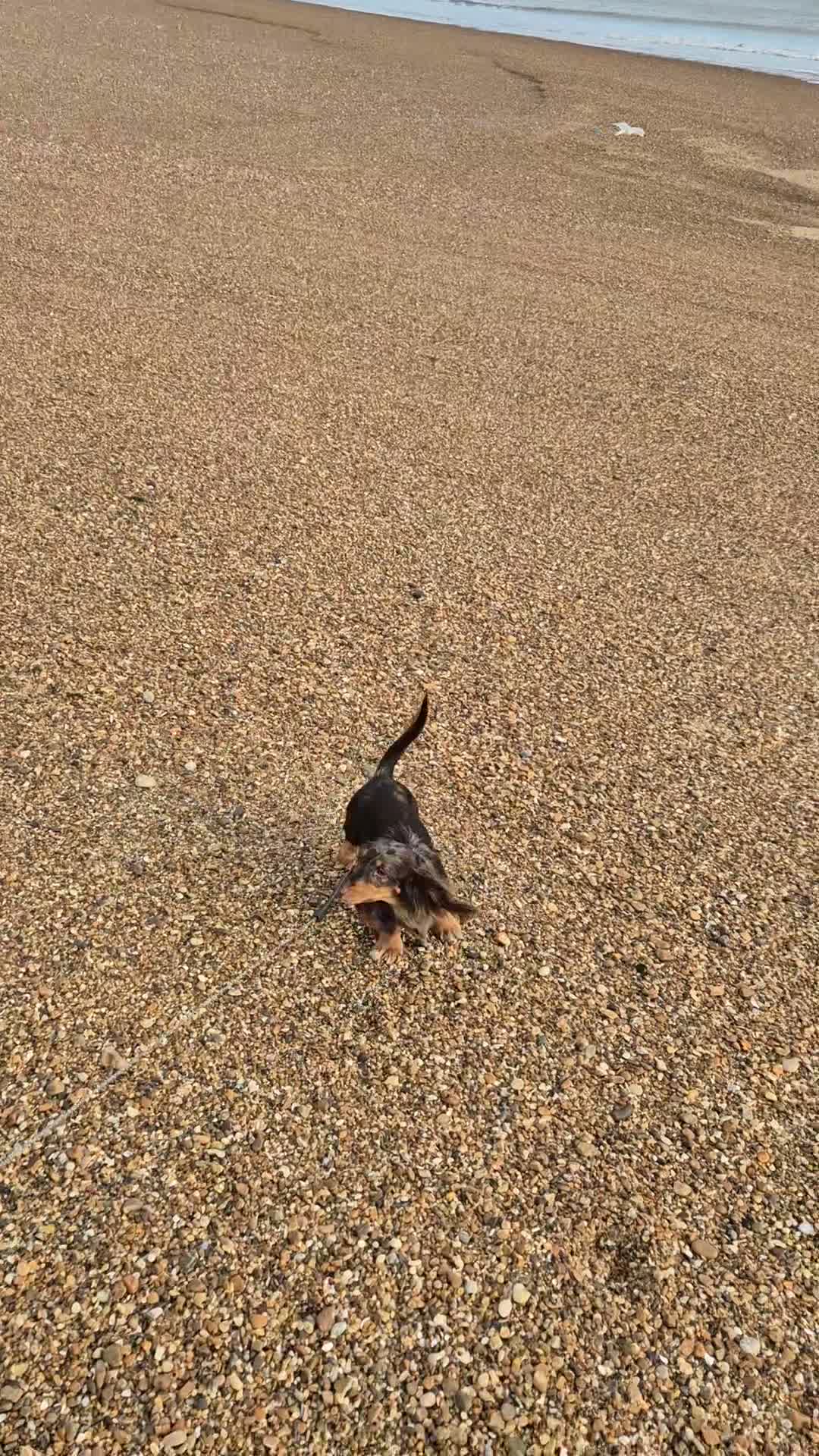 Miniature Dachshund dogs for sale: KC registered miniature dachshund girl  - Video 1