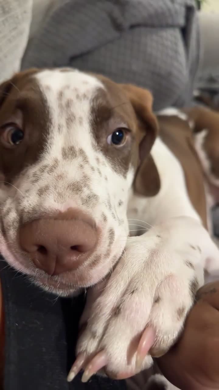 Mixed Breed dogs for sale: boy for sale  - Video 3