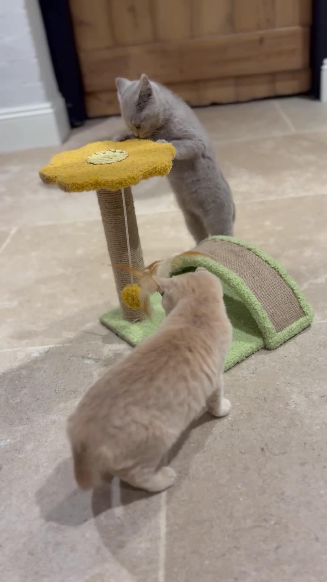 British Shorthair cats for sale: Beautiful British shorthair kittens  - Video 1