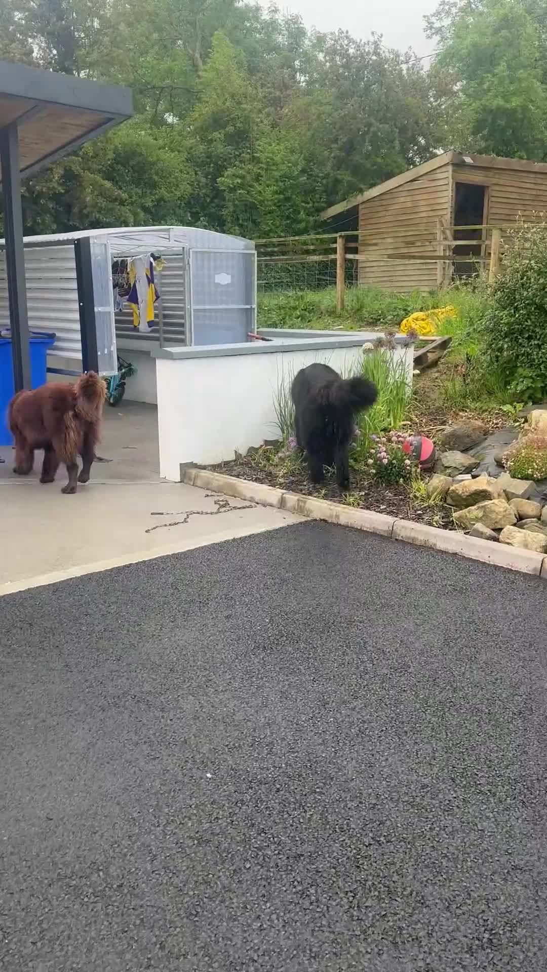 Newfoundland dogs for sale: Expected Newfoundland Pups Register Your Interest - Video 1