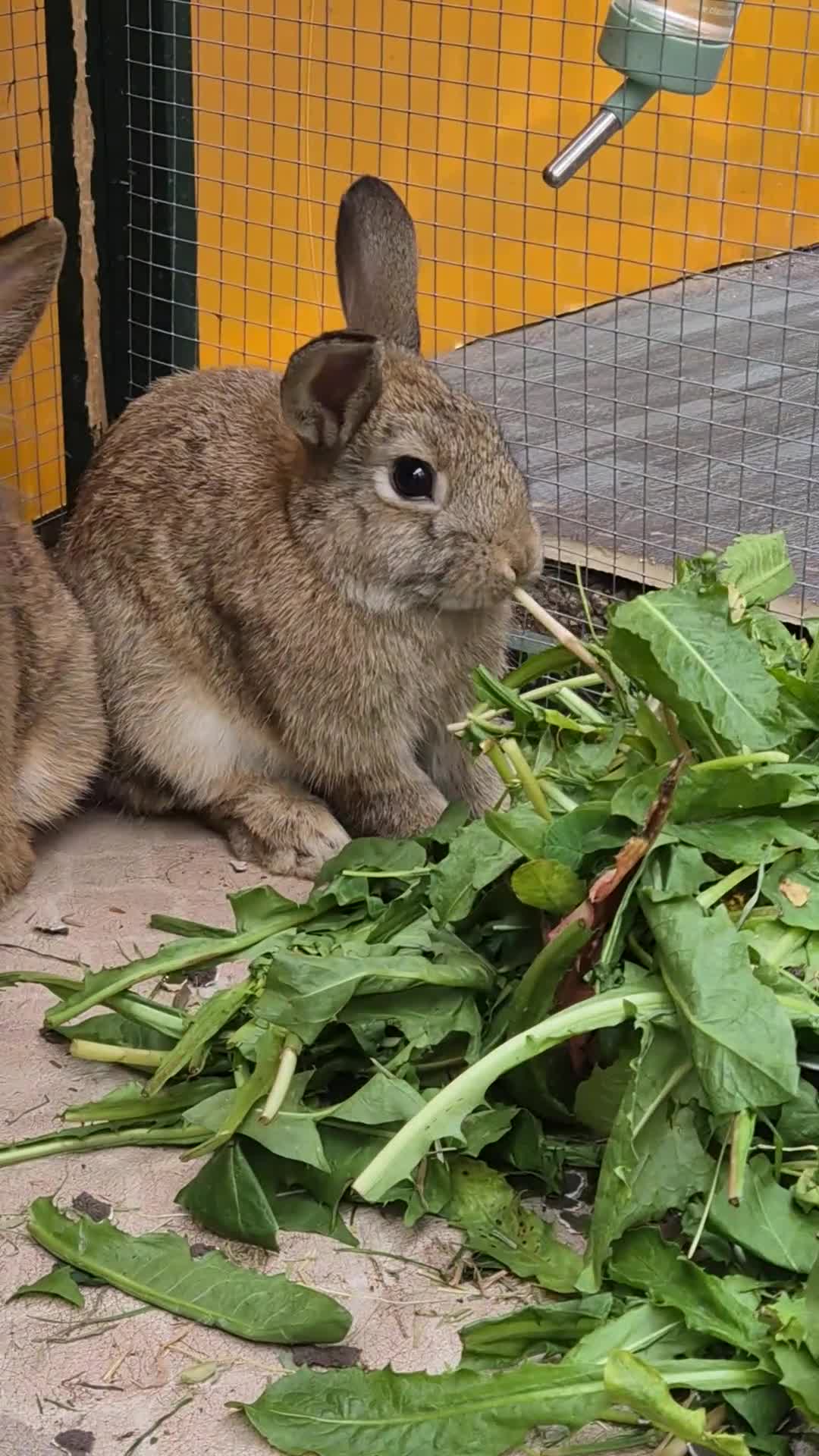 Lionhead rabbits for sale: Mini lop male and lion head female 4 month old in Manchester - Video 1