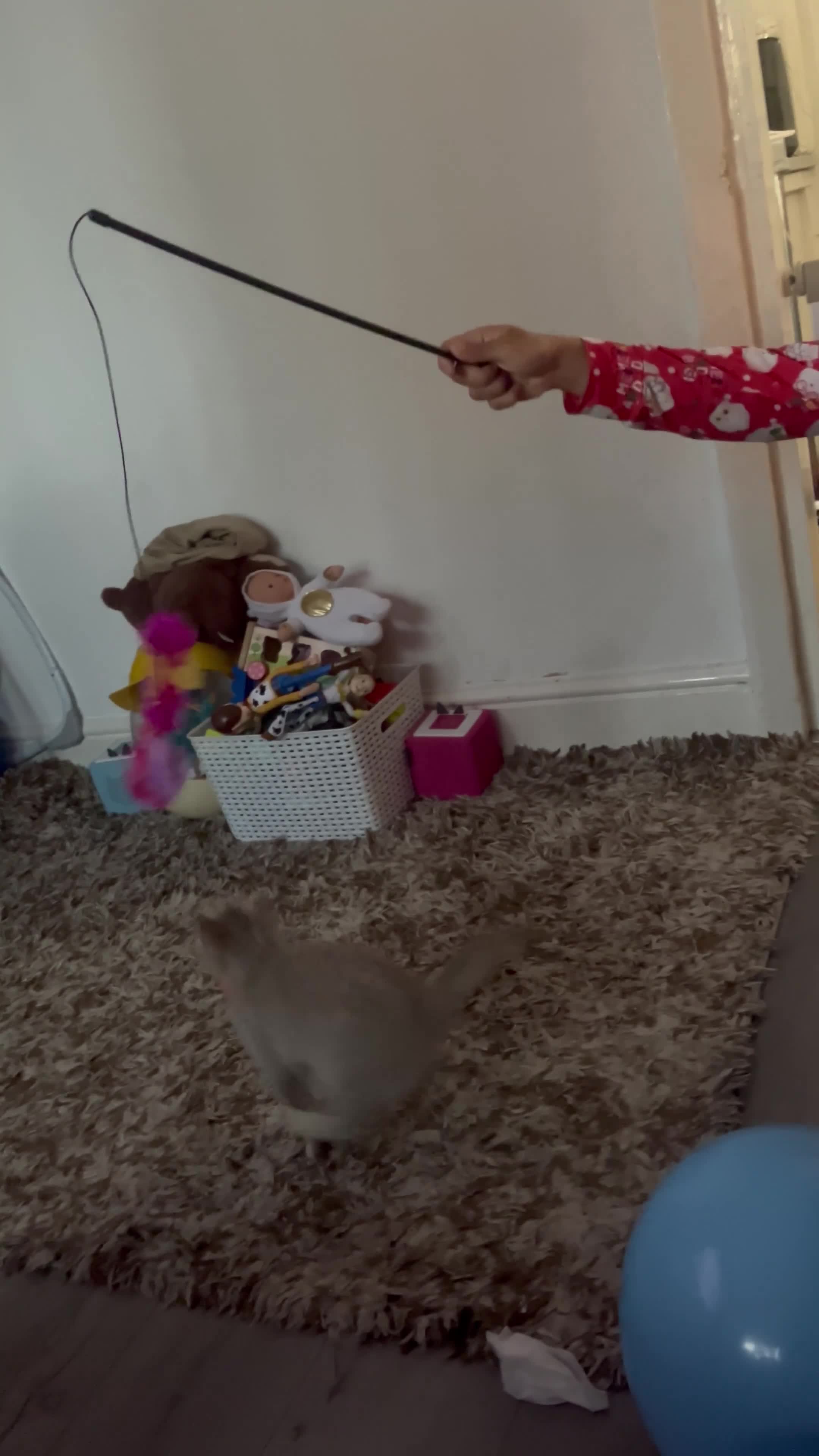 British Shorthair cats for sale: British short hair  - Video 1